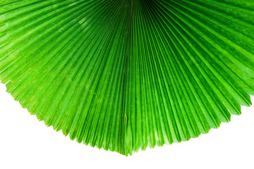  jungle leaf plant isolated include clipping path on white background