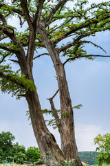 Giant Trees Growing in Rocky Ground