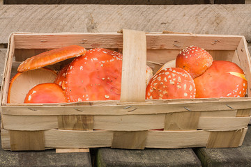 Kosz pełen grzybków trujących, amanita muscaria. © Achondryt