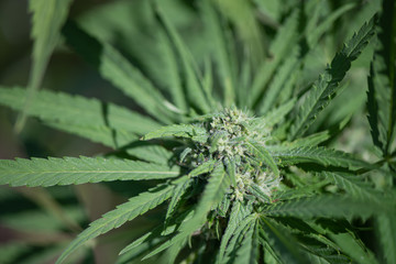 Cannabis plant in the garden