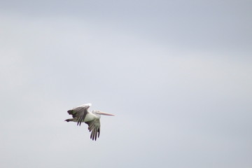 Large Pelican flying in the sky