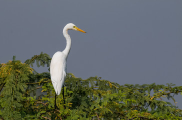 Intermediate Egret Bird sitting at top of tree
