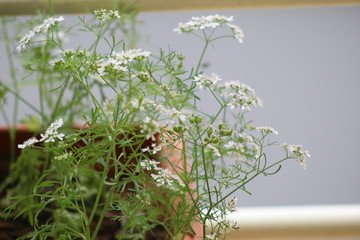 Fresh coriander plant growing vigorously