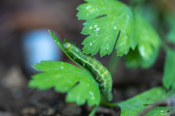 The hungry Caterpillar wondering on a ginger plant