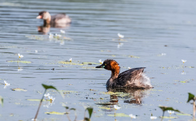 Little Grebe duck floating on water