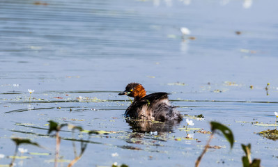 Little Grebe duck floating on water