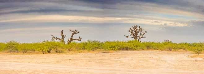 Fototapete Rund Tree of baobab © Mirek