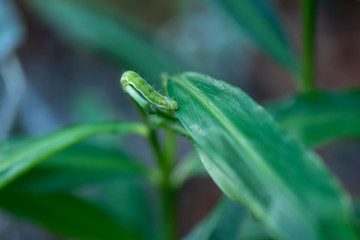 The hungry Caterpillar wondering on a ginger plant