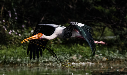 Painted Stork Bird in flight with nesting material