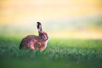Bunny in the morning