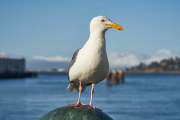 Aufmerksame Möwe im Hafen von San Francisco