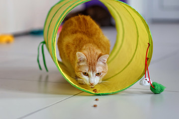 Red tabby cat in the tunnel. Cat lured into the tunnel with treats. Playing with cat.