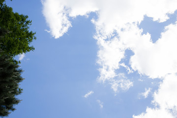 Blue sky and branches of tree.