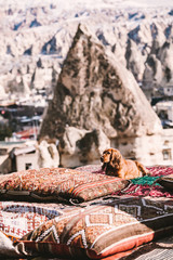 Dog sitting on the roof , Cappadocia , TURKEY