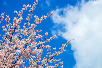 桜の花と青空と雲
