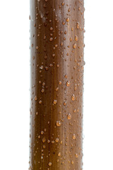 Bamboo varnished logs with white background and raindrops