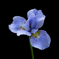 Beautiful blue iris isolated against a black background
