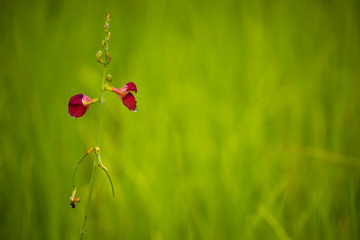 The scenery of flowers with dew after rain and the background of natural rice fields.