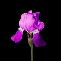 Beautiful violet iris isolated on a black background