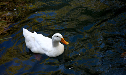 White Duck on the lake