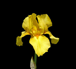 Beautiful yellow iris isolated on a black background