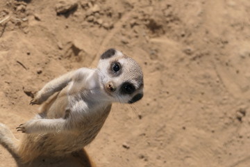 Obraz premium neugieriges Erdmännchen