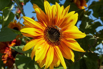 A beautiful, vibrant yellow sunflower (Helianthus) looking radiant on a summer’s day.