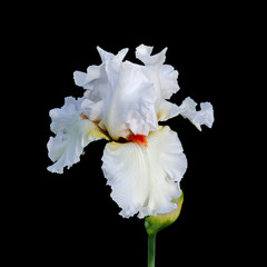 Beautiful white iris flower on a black background
