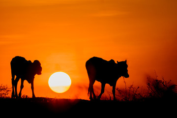 Fototapeta na wymiar Silhouette cow walking under sunset