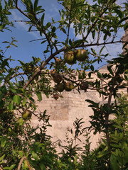 start ripening fruit on a pomegranate tree