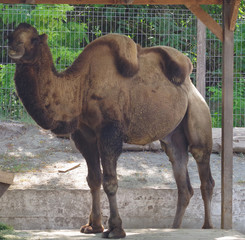 Portrait of Camel