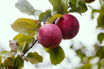Red ripe Apple hanging on a branch with green foliage close-up. Crop of apples. Juicy delicious fresh fruit. Grade Oryol striped.