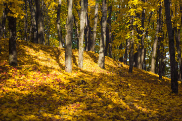 Beautiful autumn leaves on the forest floor and yellowed trees in a colorful grove. Autumn landscape yellow-orange trees with black trunks