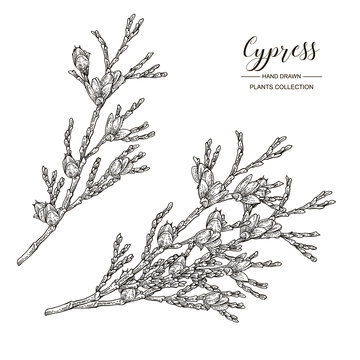 Cypress branches with cones isolated on white background. Hand drawn evergreen plant. Vector illustration engraved. Black and white.