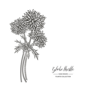 Globe thistle flowers isolated on white background. Medicinal plants collection. Vector illustration engraved. Black and white.