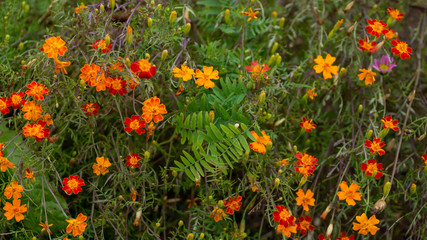 autumn floral background of small red yellow flowers marigolds