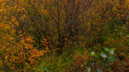 autumn background of small leaves branches autumn landscape