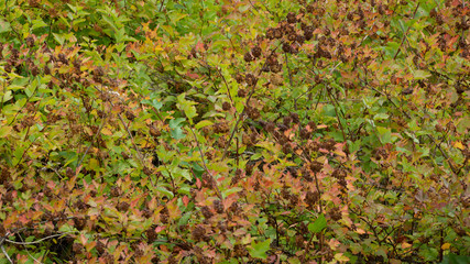 autumn background of small leaves branches autumn landscape