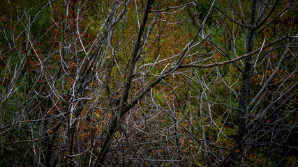 autumn background dramatic dark bare branches of the autumn landscape