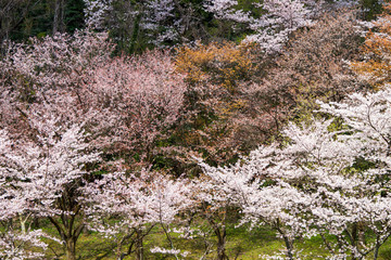 Fototapeta premium 山笑う 奥卯辰山健民公園