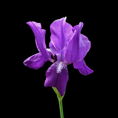 Beautiful violet iris isolated on a black background