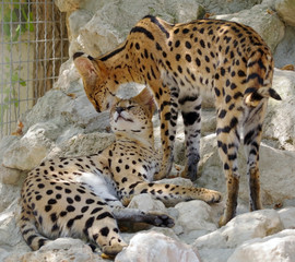 Servals resting on stones