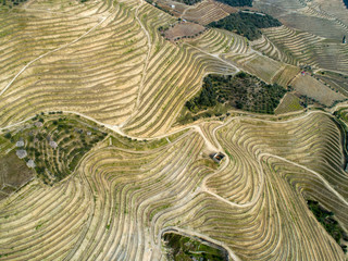 Top view on terraced vineyards Douro