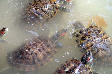 Turtle family is calming in small pond
