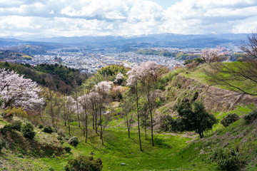 Fototapeta na wymiar 桜が咲く春の卯辰山・見晴らし台からの眺め