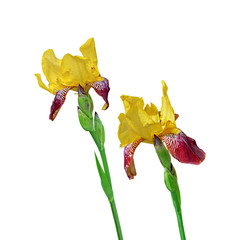 Beautiful motley iris isolated on a white background