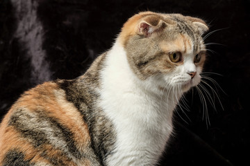 The British Shorthair Cat in room