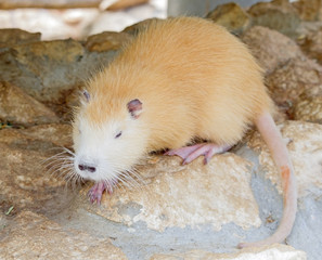 Coypu (Myocastor coypus), also known as nutria