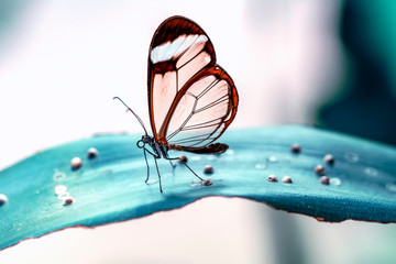 Fototapeta na wymiar Glasswing Butterfly (Greta oto) in a summer garden