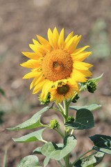 Sunflower close - up in the field